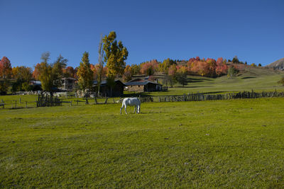 View of sheep grazing in field