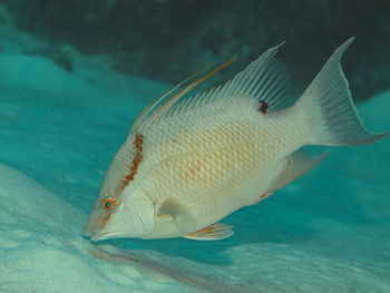 animal