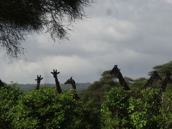 Scenic view of trees against sky