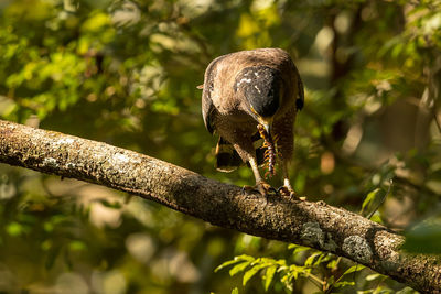 Close-up of eagle perching on branch