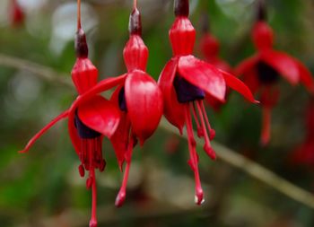 Close-up of red flowering plant