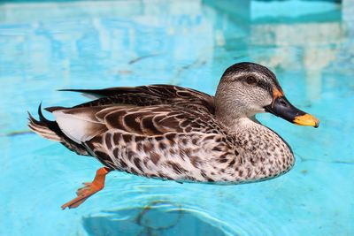 Close-up of duck swimming on lake