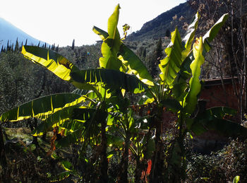 Plants growing by tree against sky