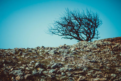 Low angle view of tree against clear blue sky