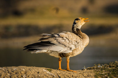 Close-up of bird perching on a land