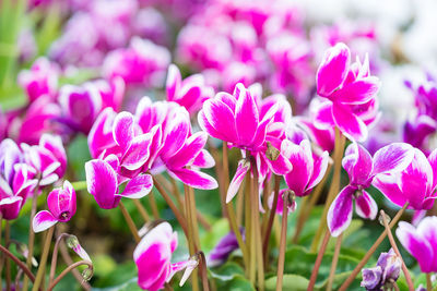 Close-up of pink flowering plants