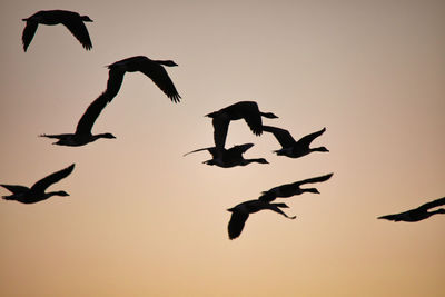 Low angle view of silhouette birds flying against sky