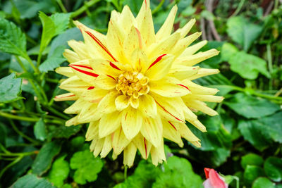 Close-up of yellow flowering plant