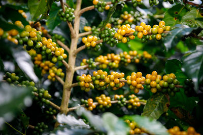 Close-up of fruits growing on tree