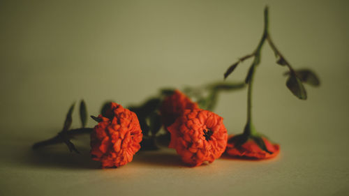 Close-up of red flowers against white background