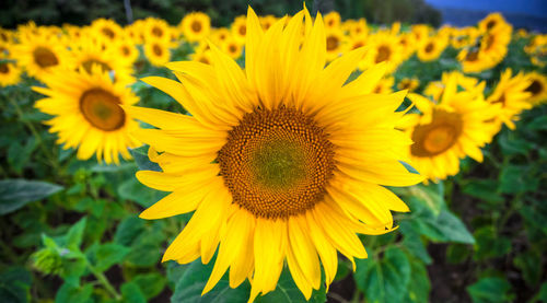 Close-up of yellow sunflower blooming in field