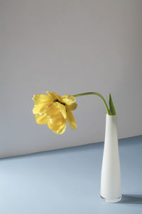 Yellow tulip in vase on white and blue background. copy space. card for valentine, women day