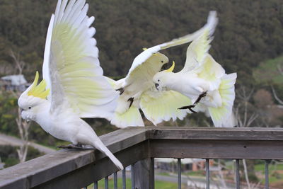 Close-up of birds flying