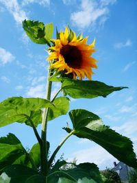 Low angle view of sunflower blooming against sky