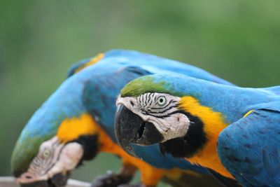 Close-up of a parrot