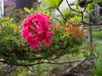 Close-up of pink flowering plants