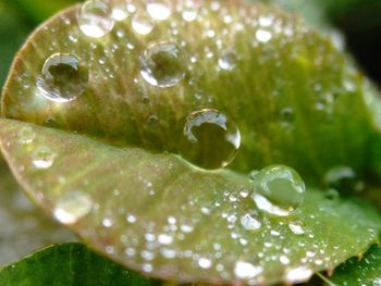 Close-up of water drops on leaf