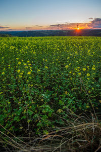 Scenic view of field against sky during sunset