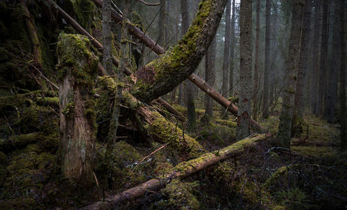 Trees growing in forest