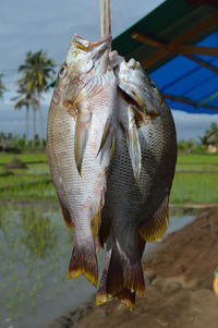 Close-up of dead fish