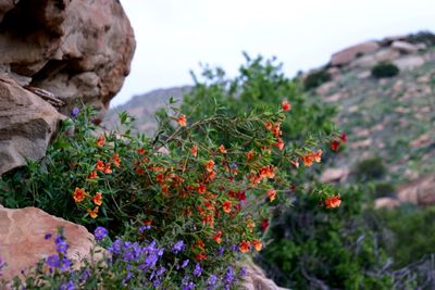 Close-up of plants against sky