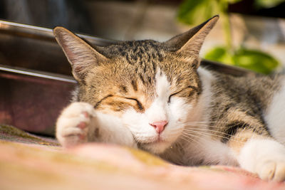 Close-up of cat sleeping