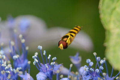 Insect flying over purple flowers