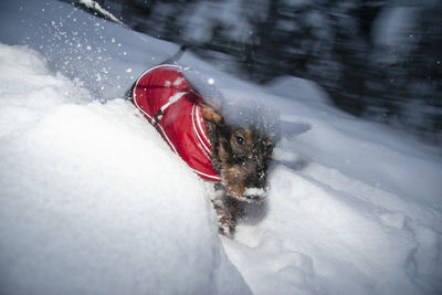 Dachshund puppy in snow