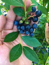 Close-up of hand holding fruit