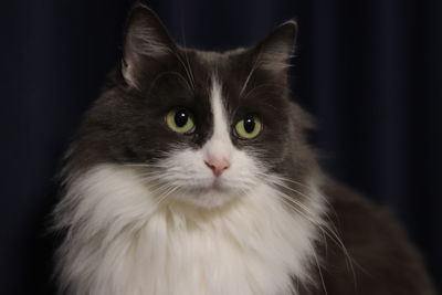 Close-up portrait of a cat