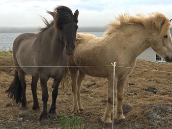 Horses standing on field against sky