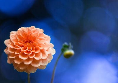 Close-up of pink flowers blooming outdoors