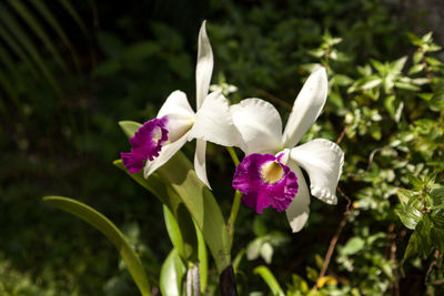 Close-up of white flowering plant on field