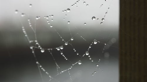 Close-up of spider web