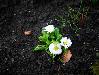 Close-up of flowers blooming outdoors
