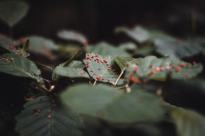 Close-up of red berries on plant