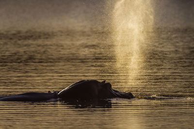 Horse swimming in sea