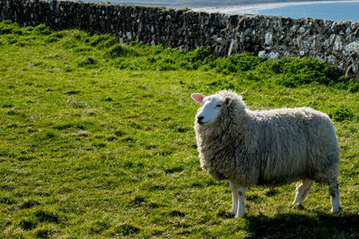 Sheep standing on field