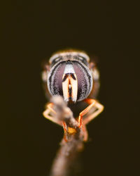 Close-up of insect on flower against black background