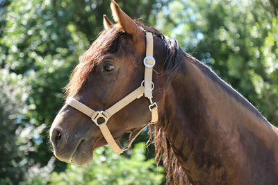 Close-up of horse in ranch