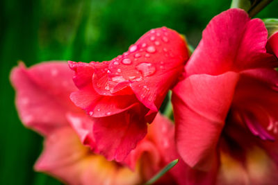 Close-up of wet red flower blooming outdoors