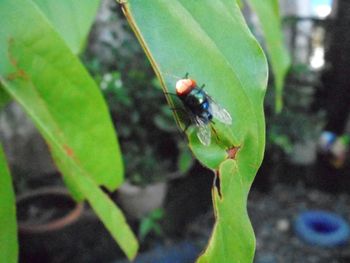 Close-up of insect on plant