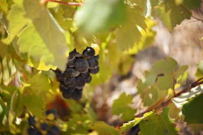 Close-up of grapes growing on tree