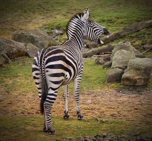 Zebras standing on rock in zoo