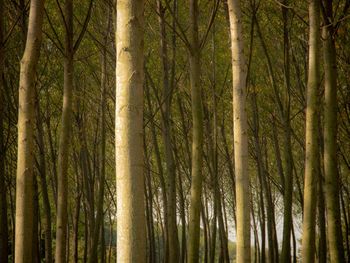 View of trees in forest