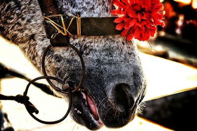 Close-up of horse flower