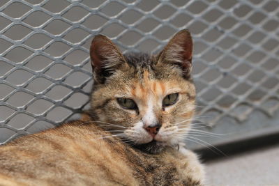 Close-up of a cat looking away