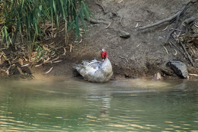 High angle view of ducks swimming in lake