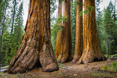 Low angle view of trees in forest