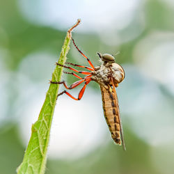 Close-up of insect